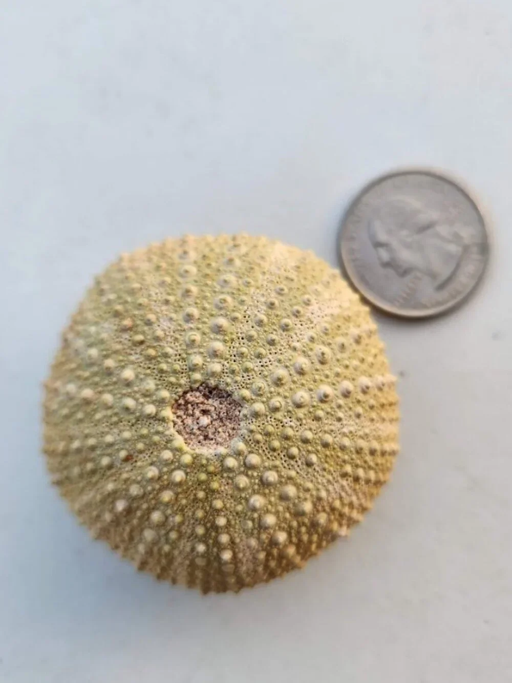Whole Sea Urchin Fossil Shell Gems and Minerals Rocks Fossils Decor Nautical Nic